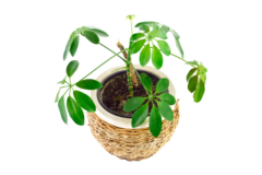 Schefflera Topfpflanze