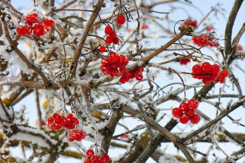 Schneeball-Früchte » Wissenswertes zu den roten Beeren (Viburnum)