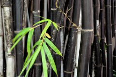Schwarzer Bambus Höhe
