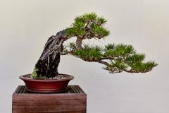 Auf was Sie zu Hause bei der Wahl der Jadebaum bonsai Acht geben sollten!