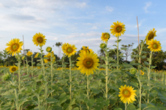 Sonnenblumen topf - Die TOP Produkte unter der Menge an Sonnenblumen topf