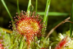 Sonnentau pflanze - Der absolute TOP-Favorit unserer Tester