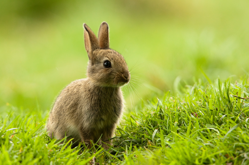 Kaninchen im Garten » So vertreiben Sie die Hasen