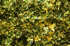 Ilex gelbe Blätter