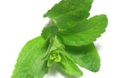 Stevia Pflanze Anbau