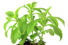 Stevia Pflanze Pflege
