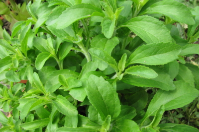 Stevia pflanzen