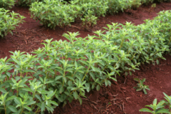 Stevia pflanze - Die qualitativsten Stevia pflanze verglichen!