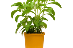 Die besten Testsieger - Finden Sie bei uns die Stevia pflanze Ihren Wünschen entsprechend