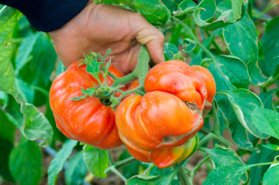 Tomaten Braunfäule essbar