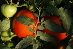 Tomatenähnliche pflanze - Die preiswertesten Tomatenähnliche pflanze auf einen Blick