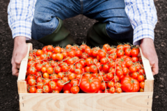 Auf welche Kauffaktoren Sie zuhause bei der Wahl von Tomaten entkernen achten sollten!