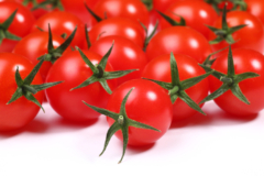 Welche Faktoren es beim Bestellen die Tomatenpflanzen gewächshaus zu beurteilen gilt!
