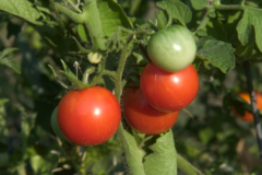 Tomaten mehrjährig