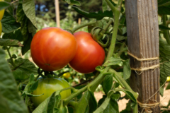 Was es vorm Kaufen die Alte sorten tomaten zu beachten gibt!