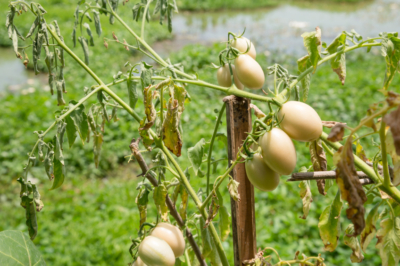 Tomatenpflanzen lassen Blätter hängen