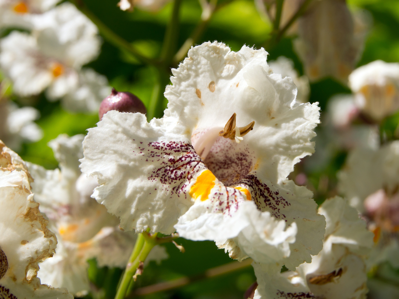 diese wunderschönen Blüten vom weißen Trompeten-Baum ! der grelle Wahnsinn 