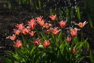 Tulpen wässern