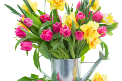 Tulpen und Narzissen nicht zusammenhalten