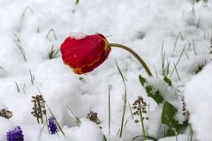 Tulpen Frost
