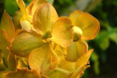 Vanda-Orchidee Blüte anregen