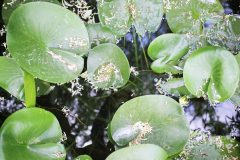 Wasserlilie überwintern