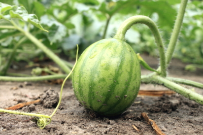 Wassermelone im Garten