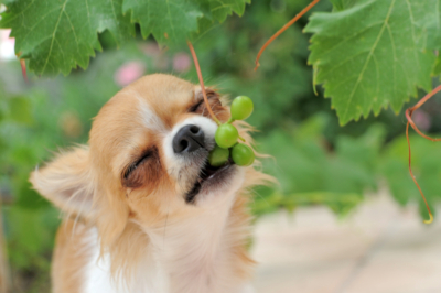Weintrauben für Hunde