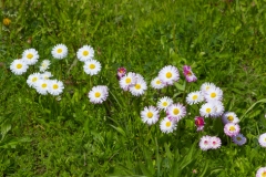 Gänseblümchen im Rasen