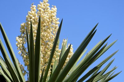 Palmlilie Blüte