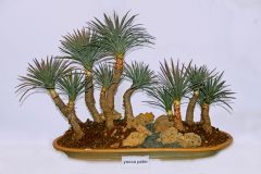 Palmlilie Bonsai