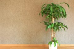 Die besten Vergleichssieger - Suchen Sie bei uns die Garten yucca palme entsprechend Ihrer Wünsche