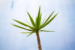 Palmlilie verliert Blätter