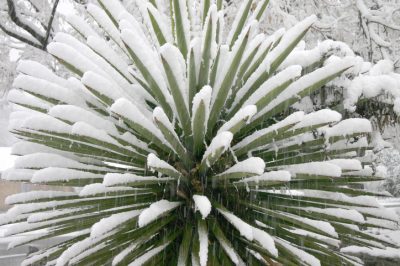Palmlilie winterhart