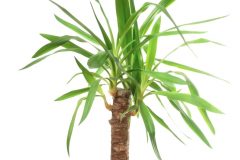 Yucca palme winterfest - Die TOP Produkte unter allen analysierten Yucca palme winterfest!