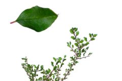  Liste unserer favoritisierten Corokia pflanze
