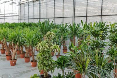 Palmenähnliche zimmerpflanze - Der Testsieger unserer Produkttester
