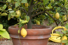 Zitronenbaum Pflege