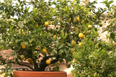 Zitronenbaum gießen