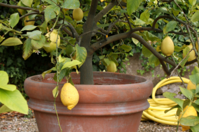 Zitronenbaum im Garten