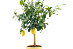 Zitrone pflanze - Die ausgezeichnetesten Zitrone pflanze unter die Lupe genommen