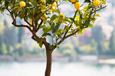 Zitronenbaum pflanzen
