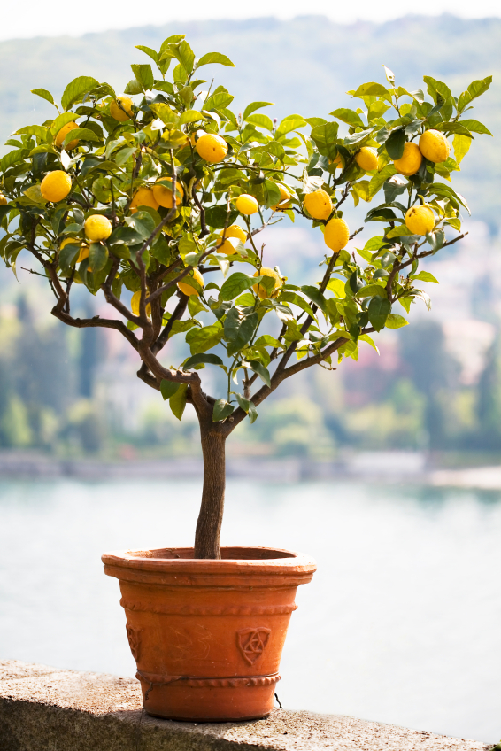 Zitronenbaum pflanzen » Die wichtigsten Tipps auf einen Blick