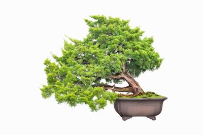 Sumpfzypresse bonsai - Der Testsieger 