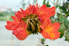 afrikanischer-tulpenbaum-pflege