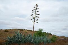 agave-bluete-tod