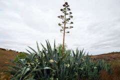 agave-tequilana-bluete