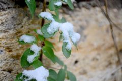 akebia-quinata-winterhart