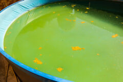 algen-im-pool-gefaehrlich