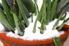 aloe-vera-pflanze-eingefroren